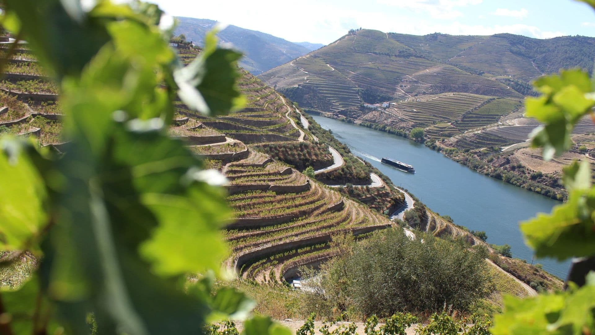 Balagué Wines: Authentic Douro with a Sustainable Touch