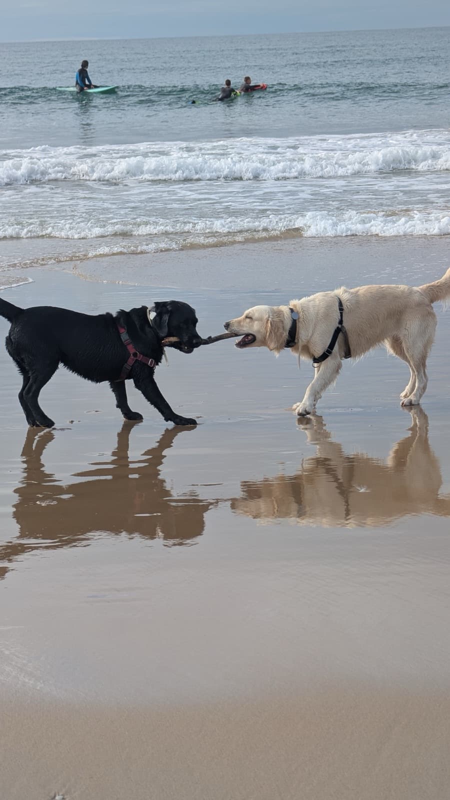 "Lissabon mit Hund: So besuchen Sie die Stadt mit Ihrem Hund (2026)"